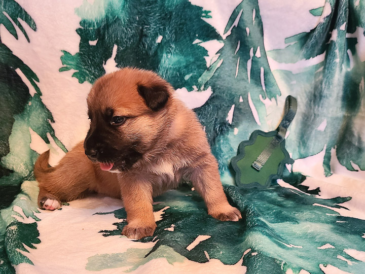 chinook puppy